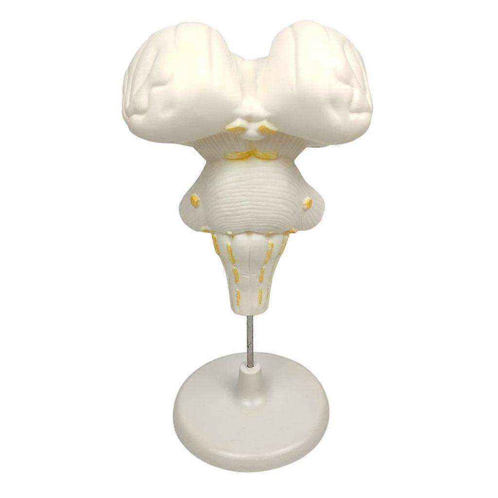 Brainstem   Structure   Model   3D   Science   Display   Teaching   Aids