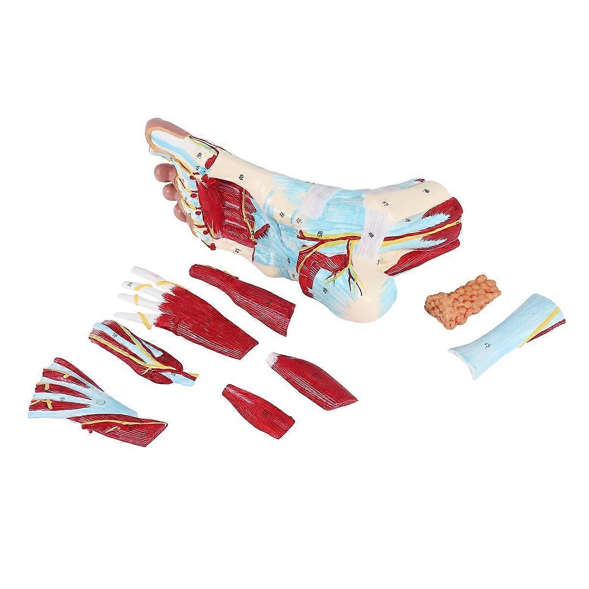 足の解剖学モデル9つの部分、人間の足の骨、筋肉、靭帯、神経、血管を含む足の関節