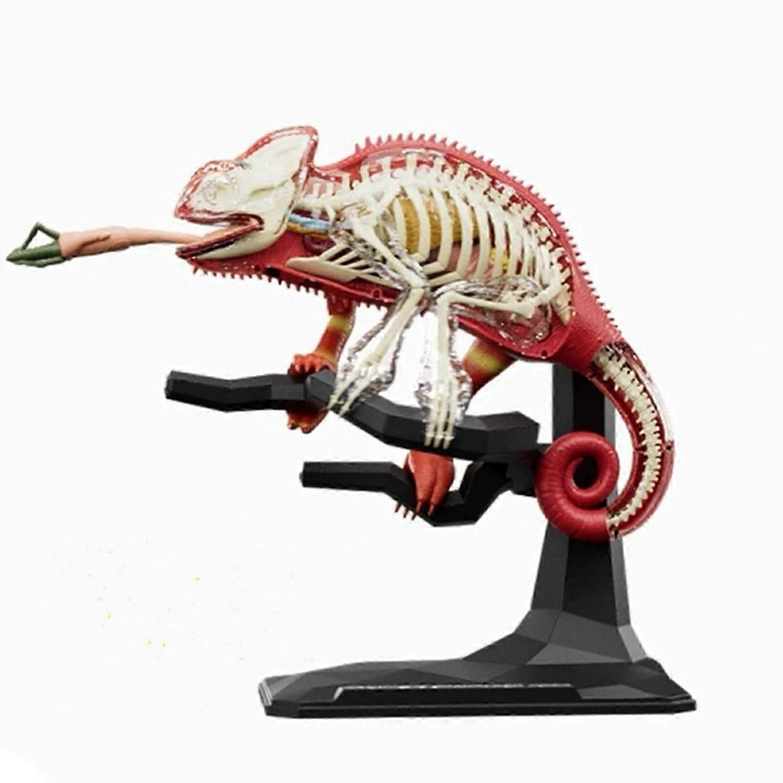 Lizard Organ Anatomy Model compatible Study and Early Teaching, Lizard Anatomy Model compatible Child Early Teaching Toy Myi