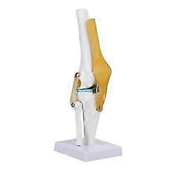 Life Size Human Knee Joint Model For Skeleton Anatomy Study Teach With Ligament Model