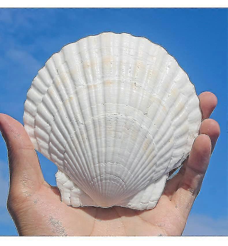 10pcs White Scallops Shell 4-5inch Seashells Large Natural From Sea Beach Seashells For Crafting For Diy Fish Tank Vase Filler-yujia
