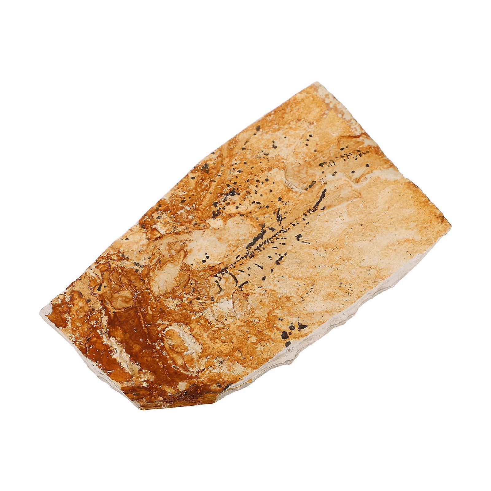 Fish Specimen for Decoration Paleontological Ornament 3Pcs Set