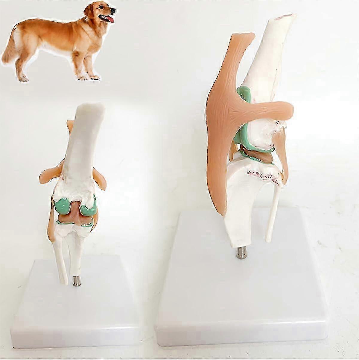 نموذج تشريحي للركبة نموذج مفصل ركبة ، نموذج الركبة الخانق للكلاب