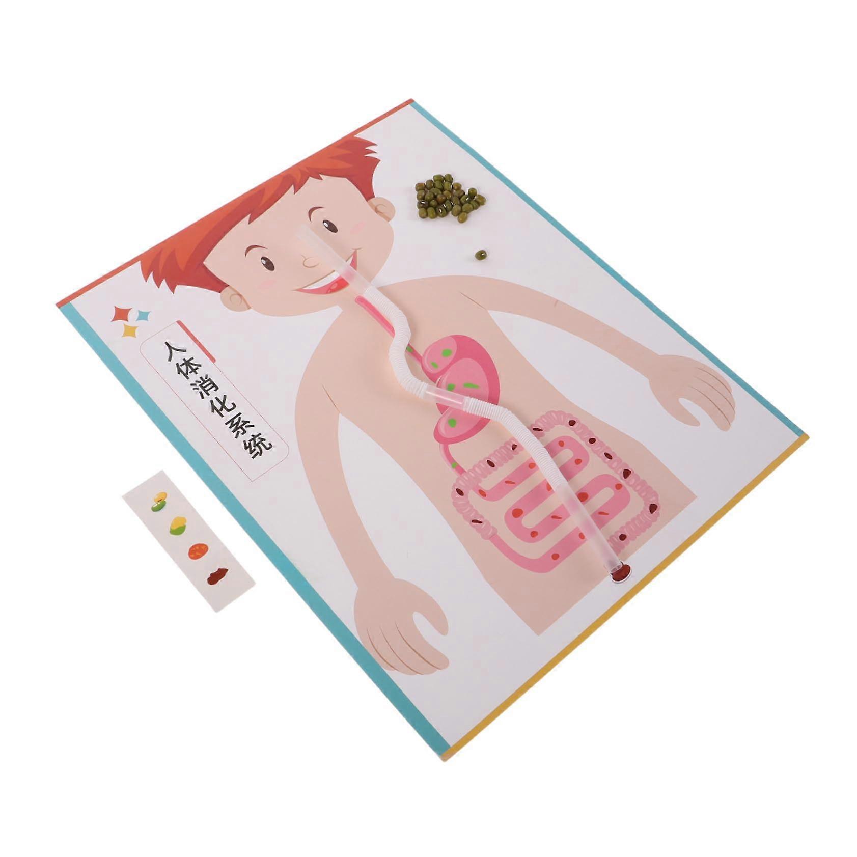 Human Digestive System Model Kit for Classroom Teaching and DIY Science Experiment STEM Learning