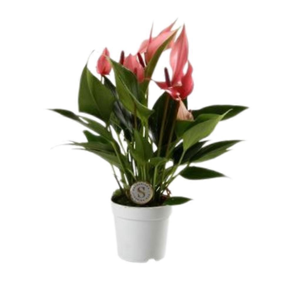 Anthurium 'Red Lilli' Ø7cm