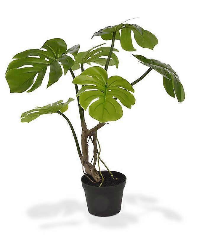 Monstera plante (50 cm)