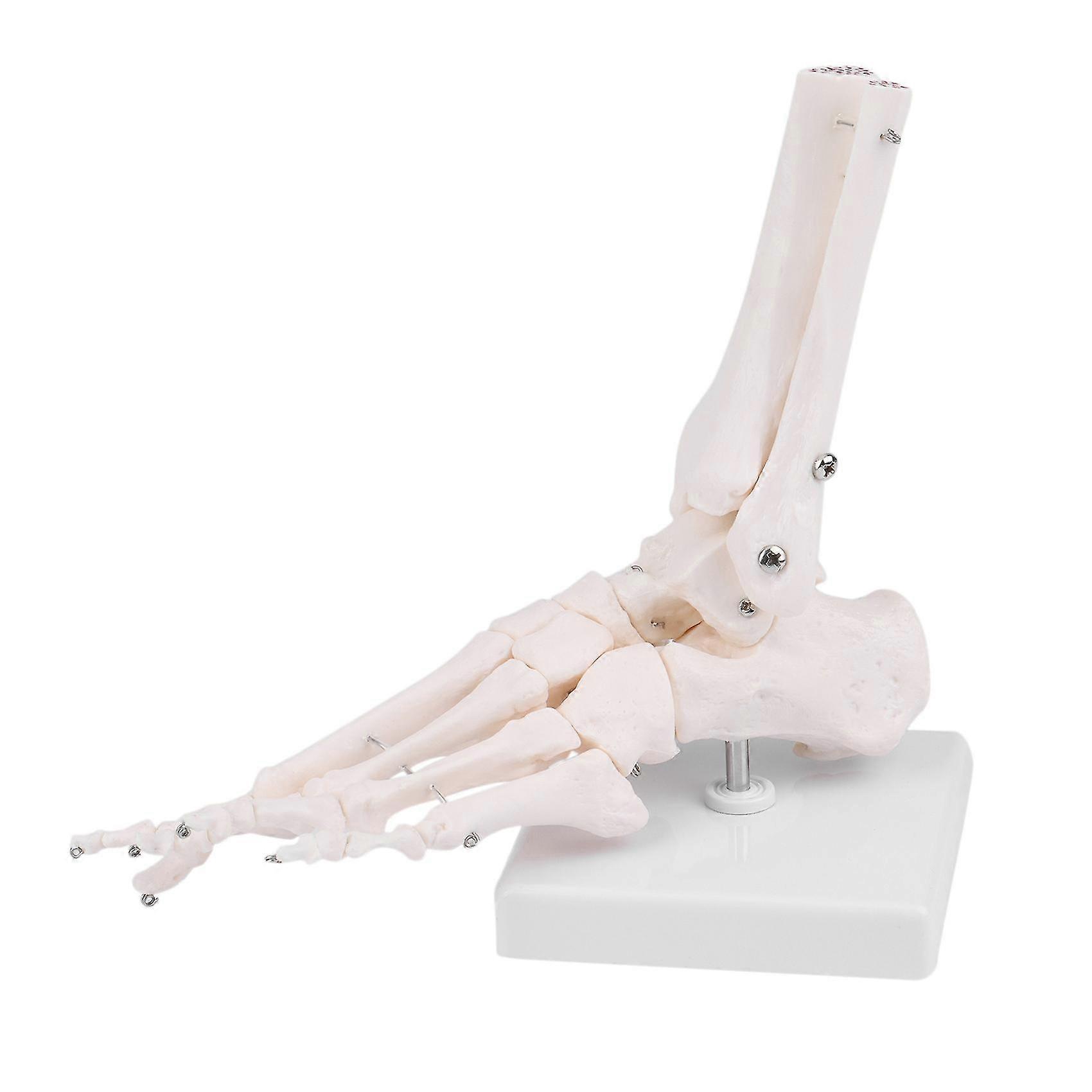 Human Skeleton Foot Anatomy Model Foot and Ankle with Shank Bone Anatomical Model Anatomy