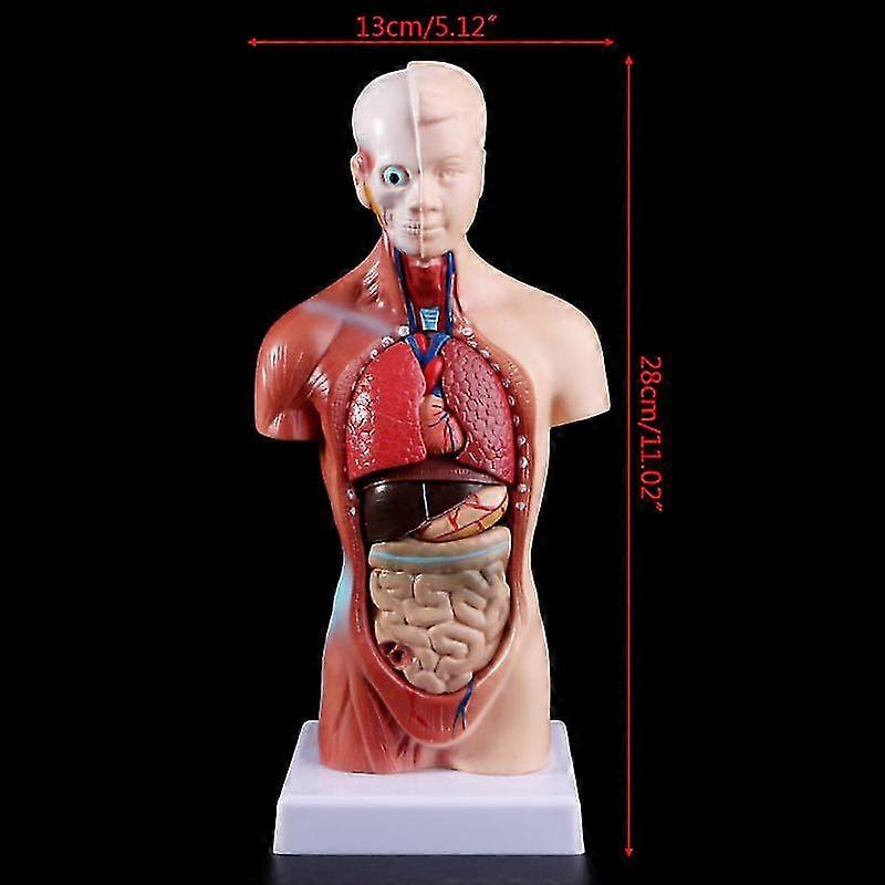 Props Torso Anatomy Anatomical Internal Organs For Teaching