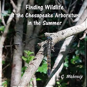 Wildtiere im Chesapeake Arboretum im Sommer finden