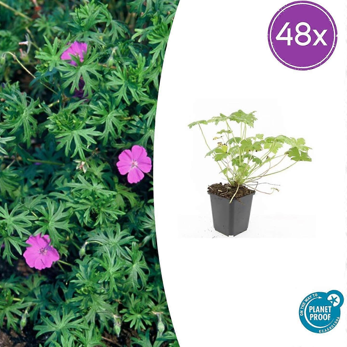 Geranium 'Tiny Monster' | 48 stuks - 10-25cm - Ø9cm