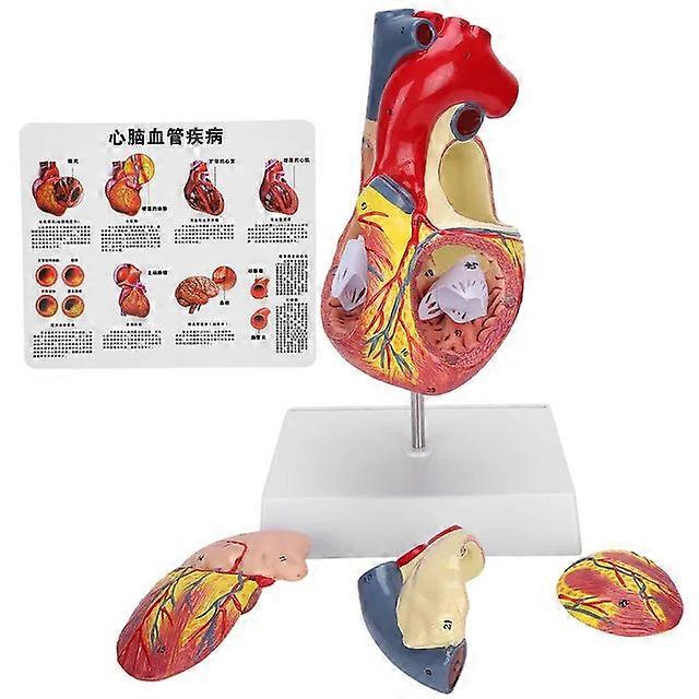 2X Life Size Teaching Simulation Organ Human Heart Model