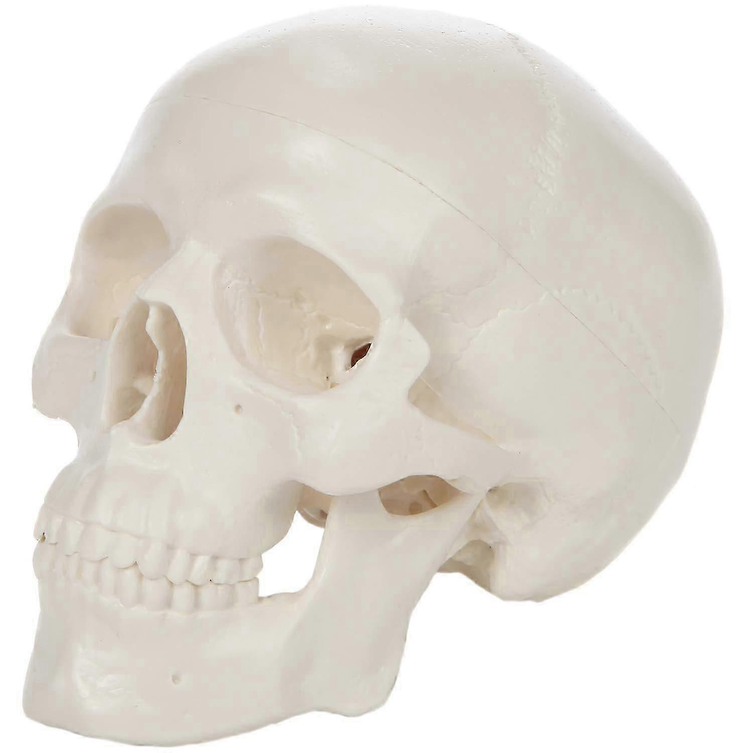 Miniature Human Skull Model, 3.5" Tall 3-Part Anatomical Mini Human Skull Model with Removable Skull Cap and Moving Jaw