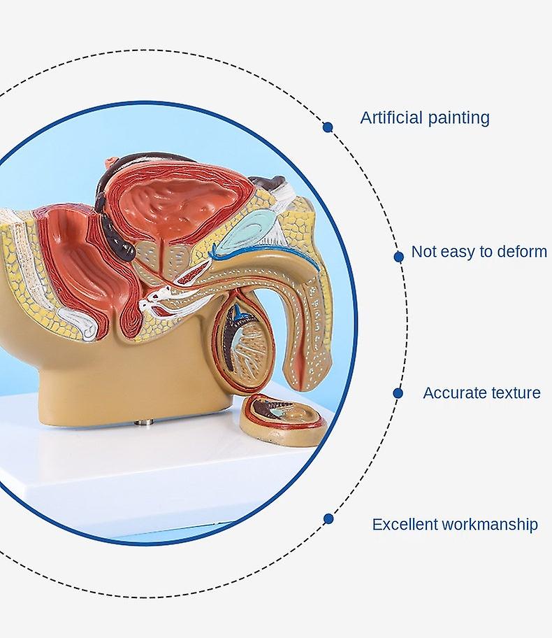 الحوض الذكور نموذج التشريح الخصية البروستاتا نموذج تشريحي الجهاز البولي نموذج التدريس الطبي هدية المعدات التعليمية