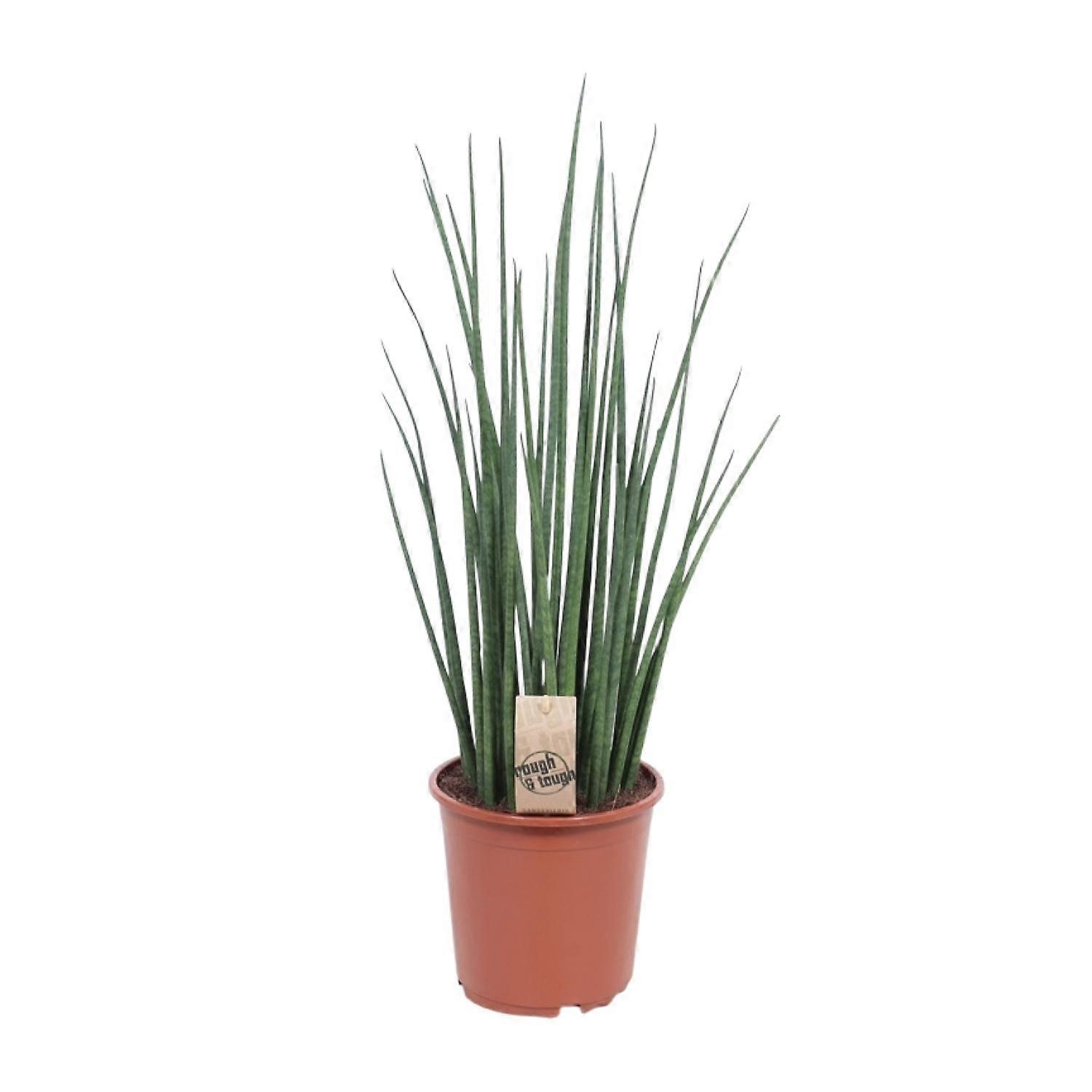 Sansevieria Mikado - 60-70cm - Ø19cm