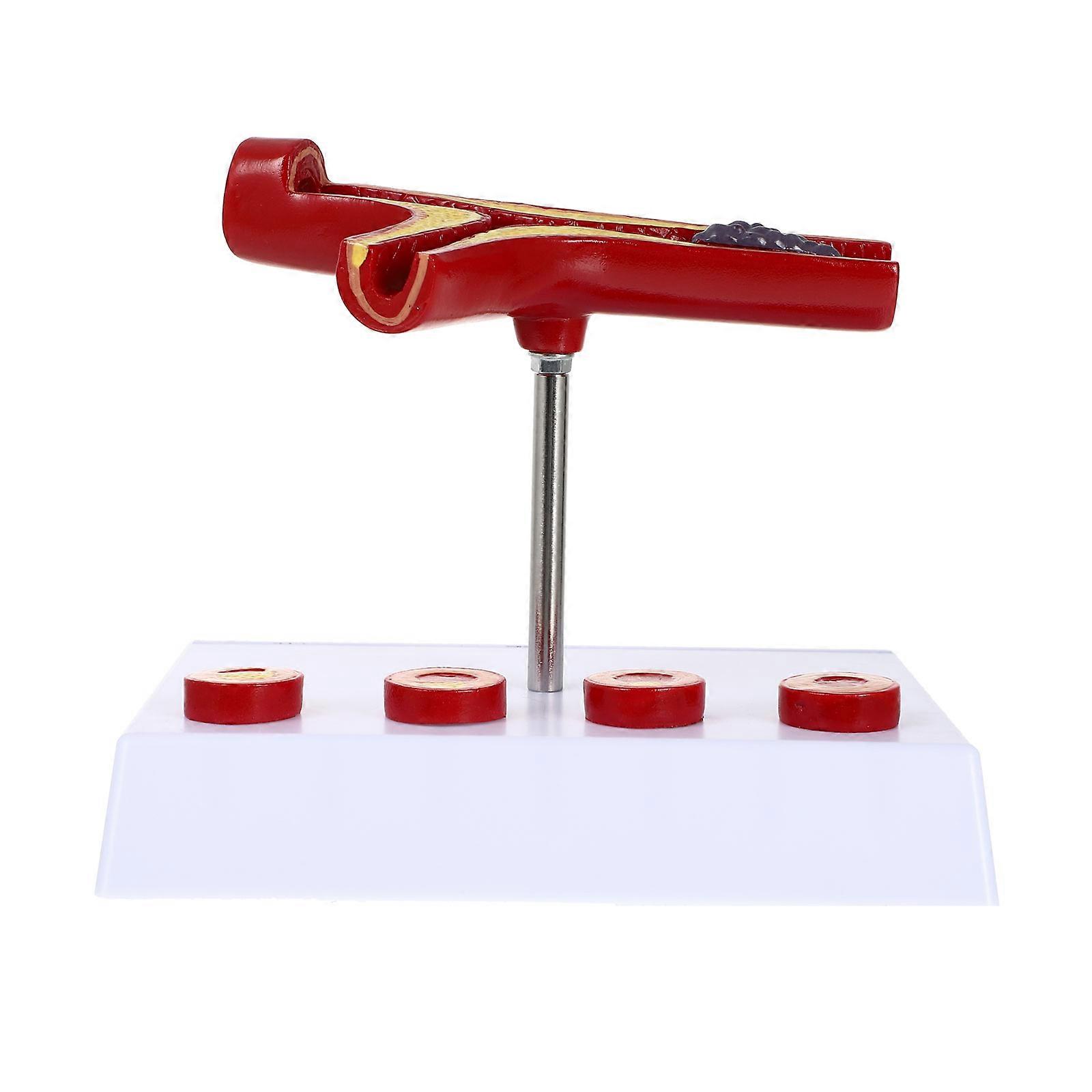 Human Anatomical Model for Display Made of PVC 12x8x5 inches