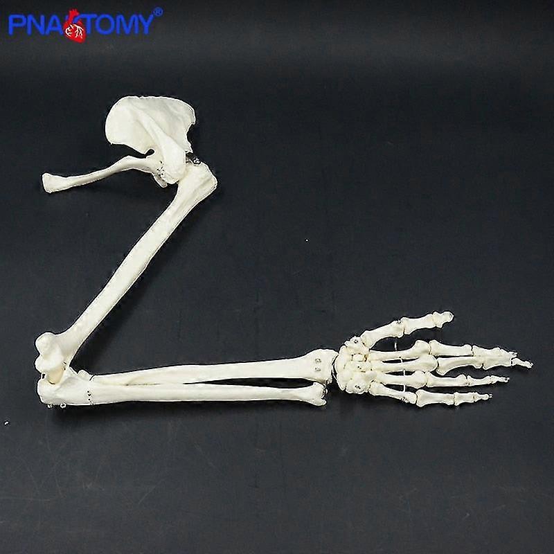 Life Size Upper Limb Bone Model Hand Scapula Clavicle Flexible Skeleton Model Medical Teaching Tool Adult Arm Bone Anatomy Study 2025