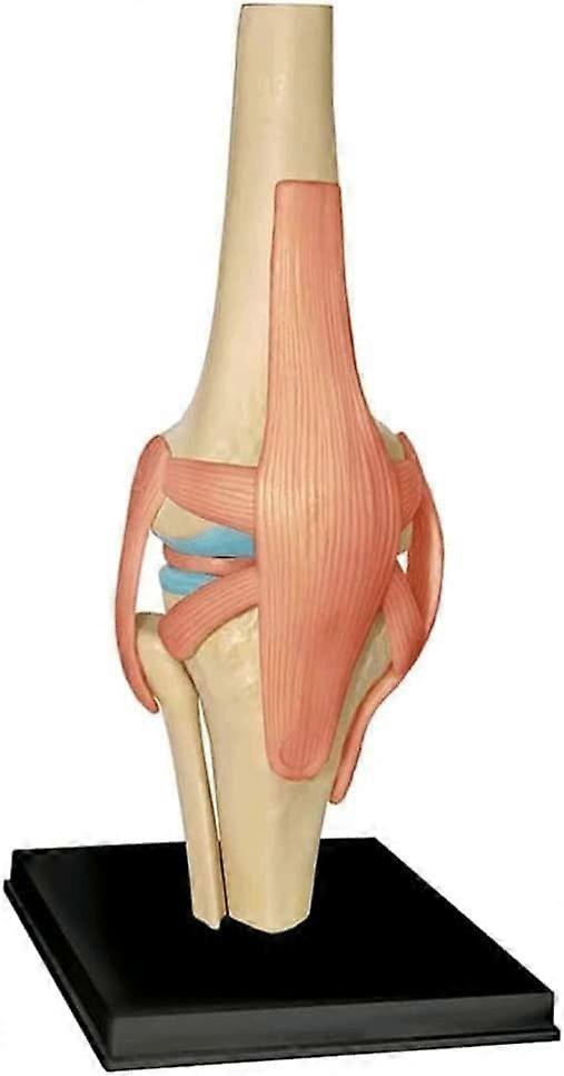 Anatomy Model 4D Human Knee Joint with Realistic Structure and Interactive Educational Puzzle