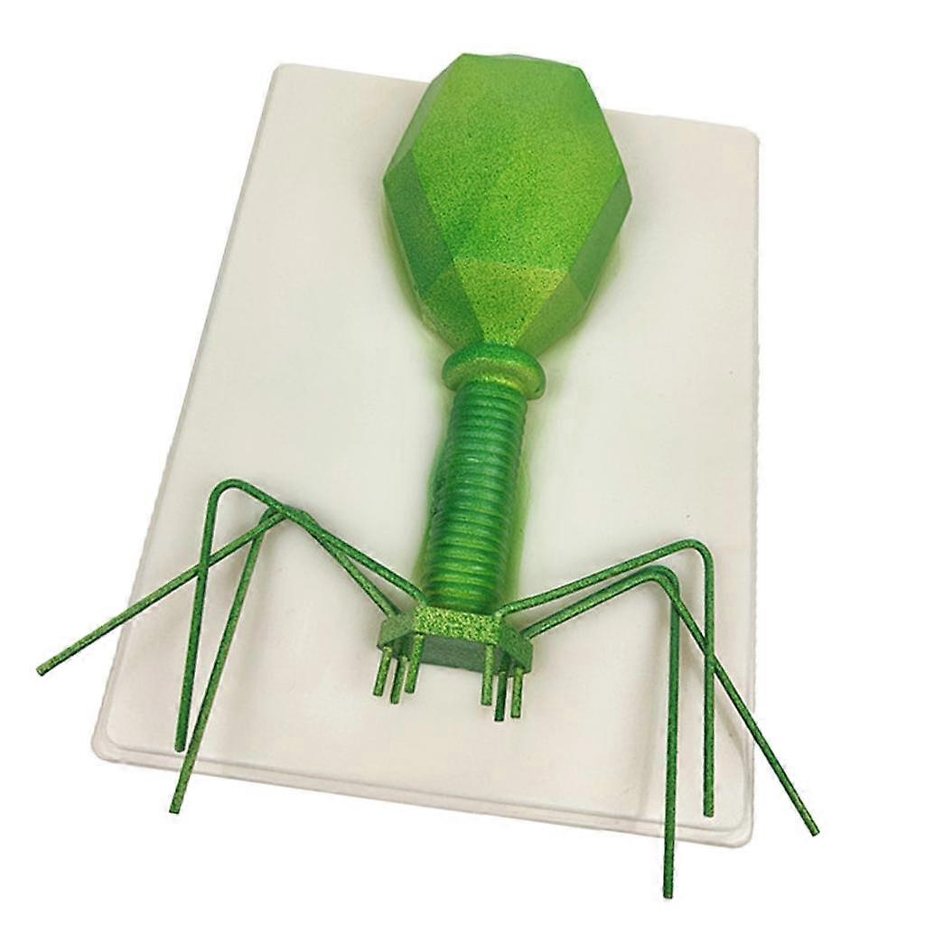 Kids Educational Specimen Bacteriophage Germ Biological Experiment Models Teaching Tools