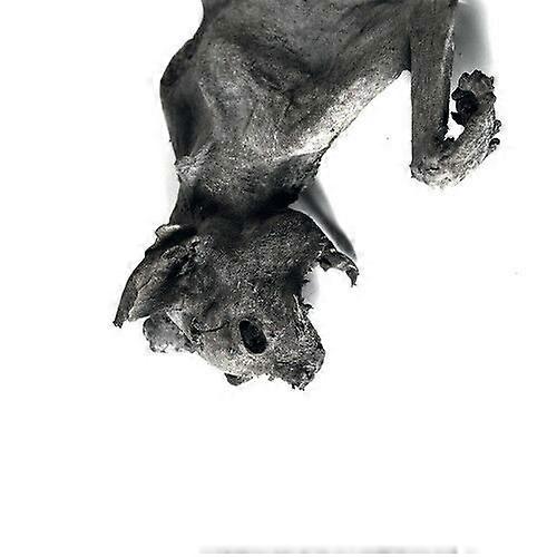 Nordvargr Metempsykose CD (2018) NYHET