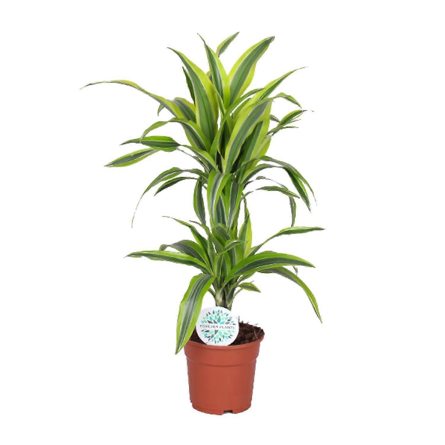 Dracaena Lemon Lime - 55-65cm - Ø17cm