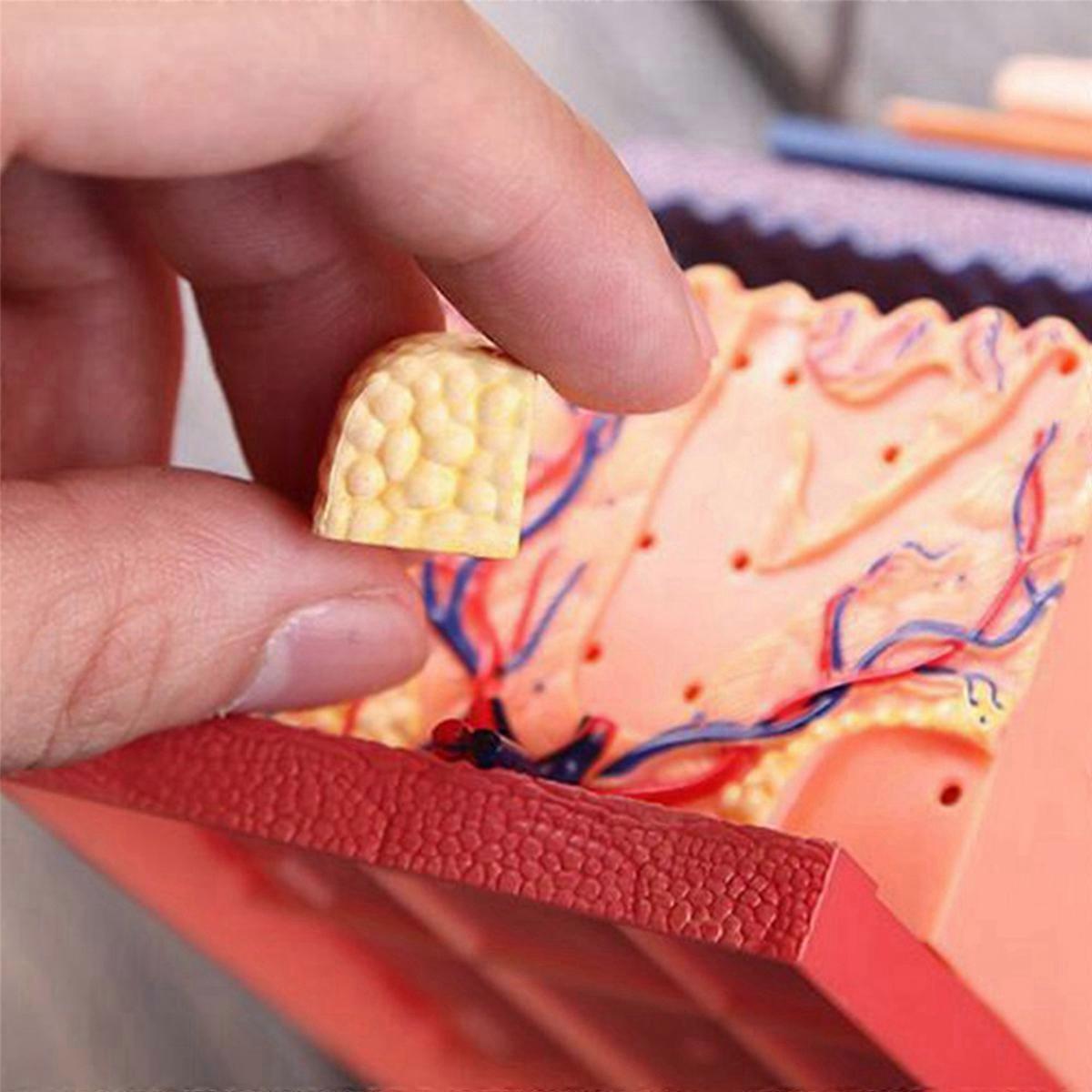 4D Human Skin Model Hair Organs Assembling Puzzle Model