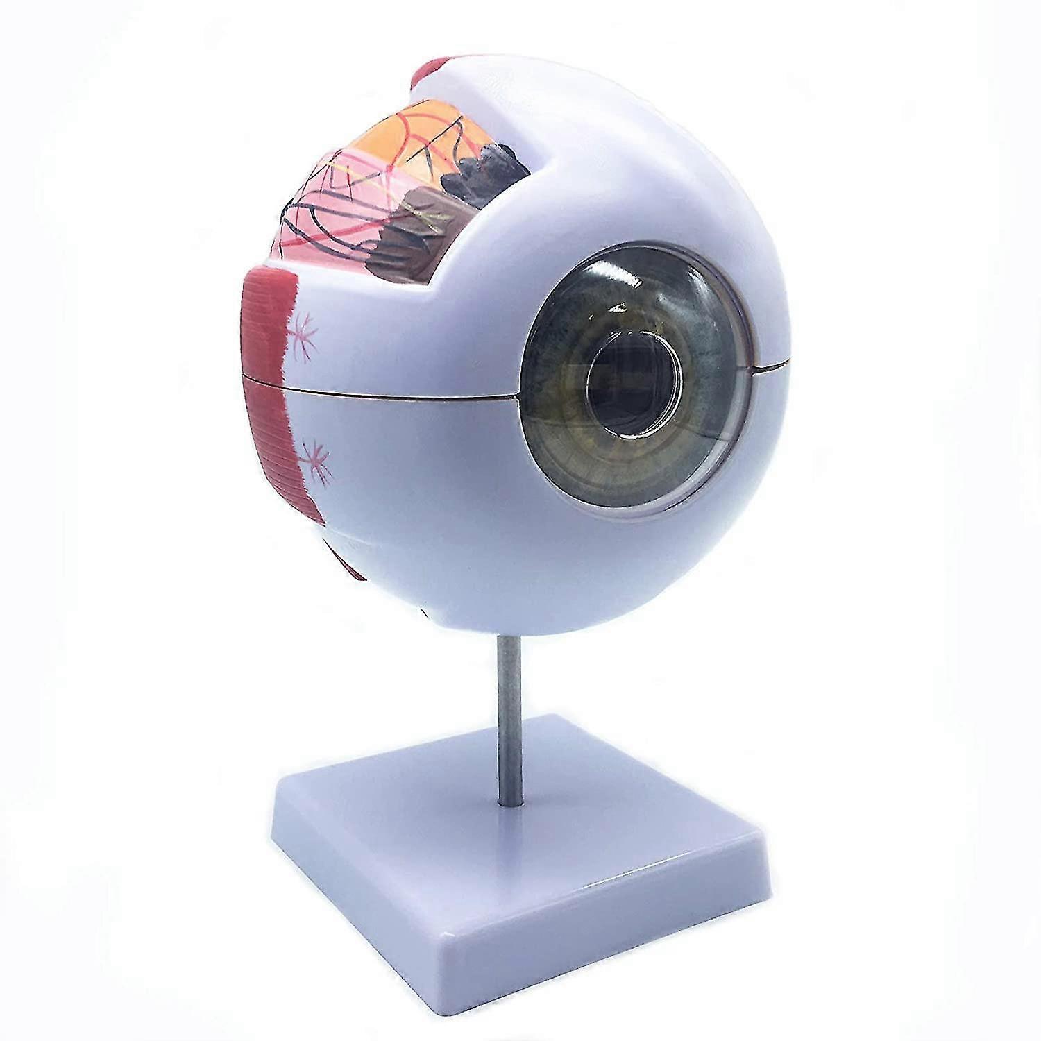 6x Enlarged Human Eye Anatomical Model,anatomically Accurate Eye Model Human Eye Anatomy For Scienc