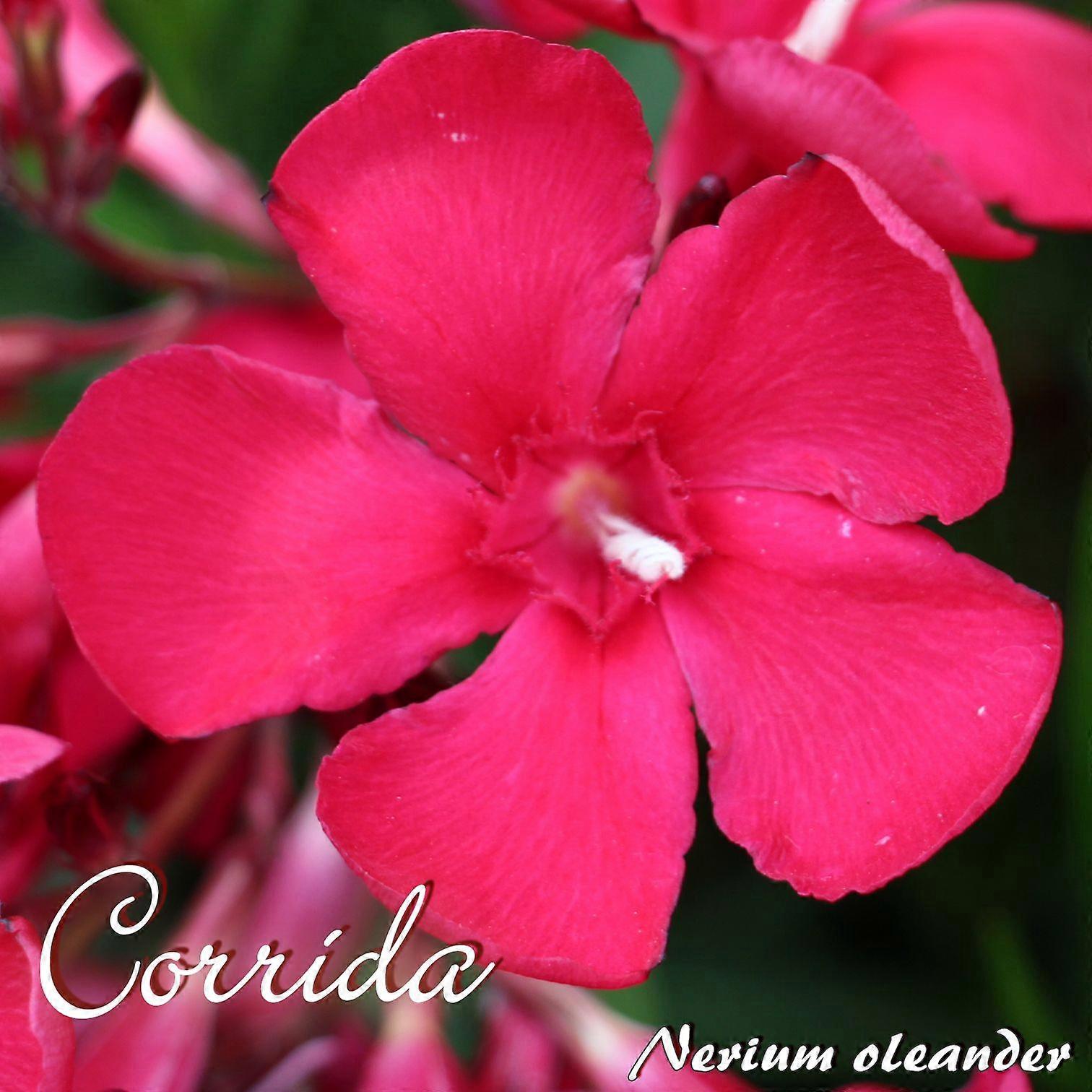 Oleander "Corrida" - Oleander Nerium - Rozmiar C15