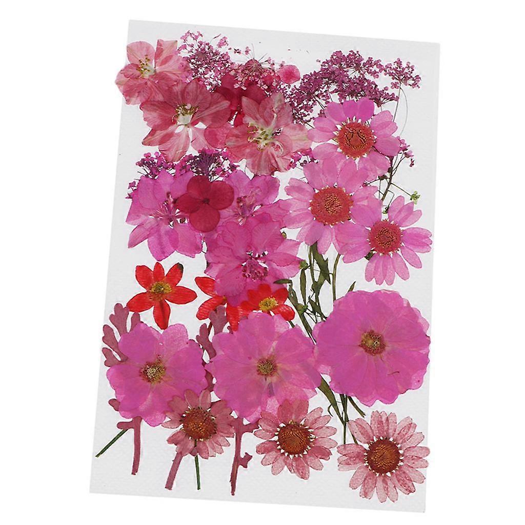 Multiple Dried Flowers, Pink Larkspur, , Hydrangea, Daisy, Real Pressed DIY