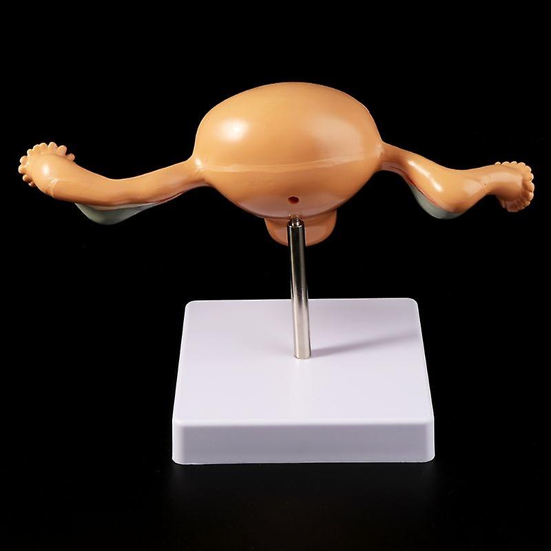 Medical props model Human Liver Pathological Anatomical Model Anatomy School Medical Teaching Display Tool Lab Equipment