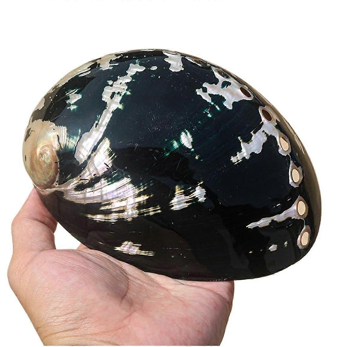 Natural Conch Shell 12cm Polished Seashell Decor for Crafts Aquarium and Beach Wedding