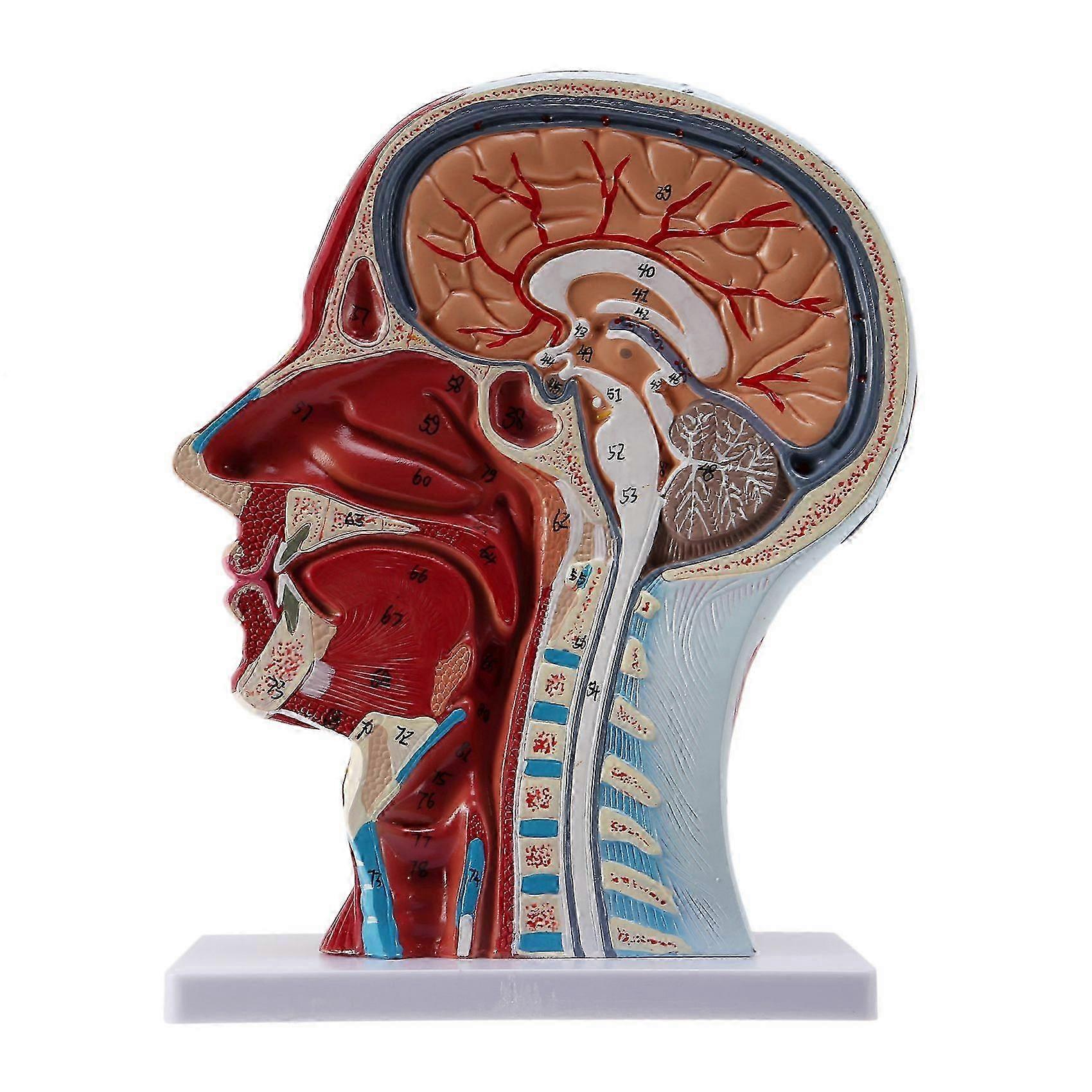 Mua Human Brain Model for Neuroscience Teaching with Labels 1.5 Times Life Size Anatomy Model Mua Human Brain Model for Neuroscience Teaching with Labels 1.5 Times Life Size Anatomy Model
