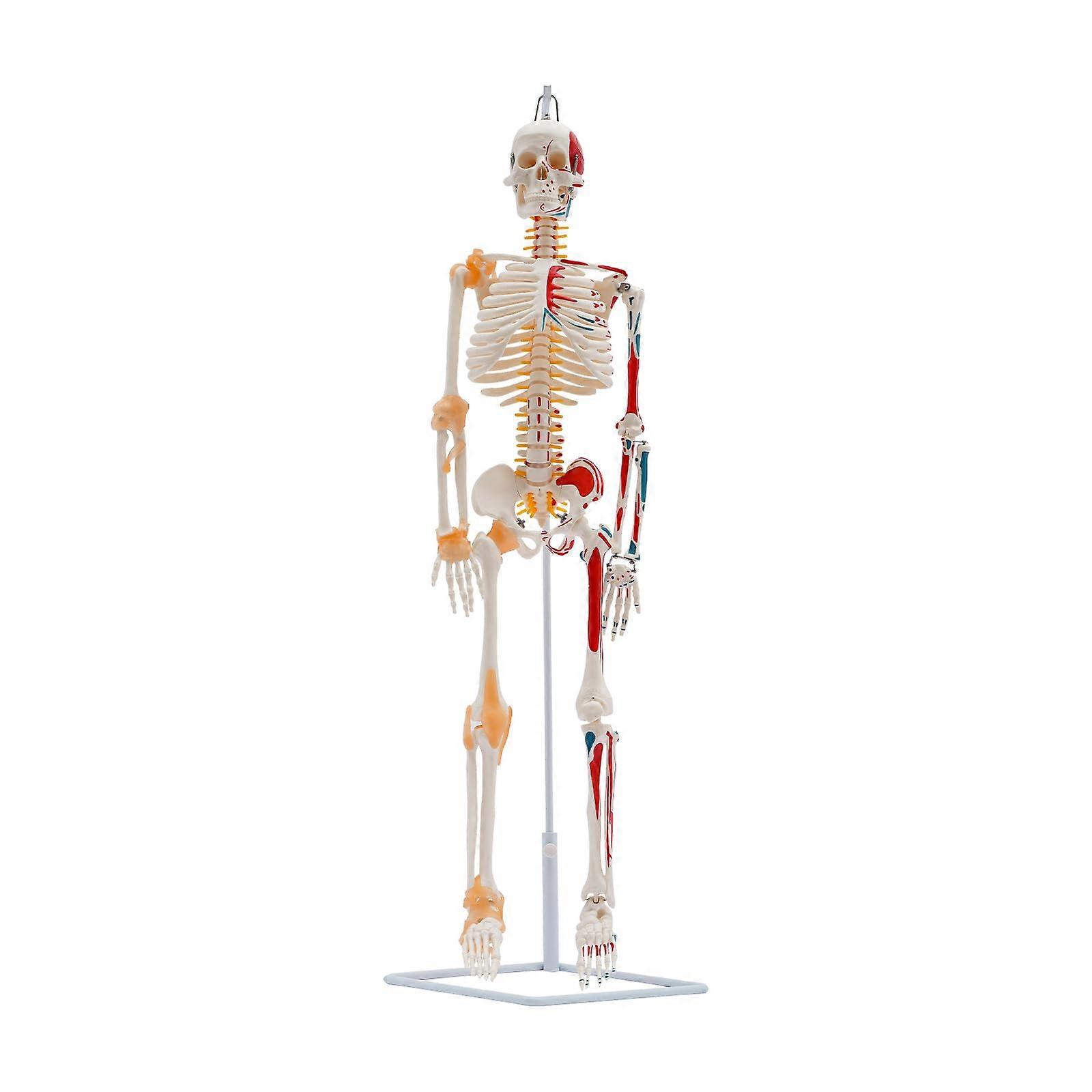 Human Skeleton Model, 34' Half Life SizeSkeleton Anatomy Model with Spinal Nerves, Muscle Insertion