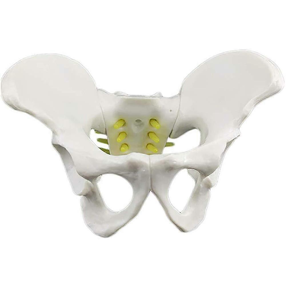 LifeSize Human Pelvis Anatomical Model with Spine and Nerves for Medical Study and Teaching