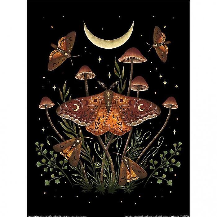 Episodic Drawing Autumn Light Underwings Print