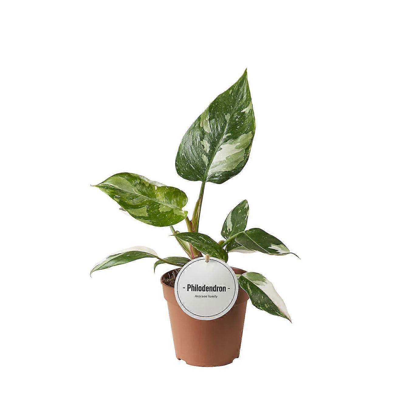 Philodendron White Princess - 30cm - Ø12cm