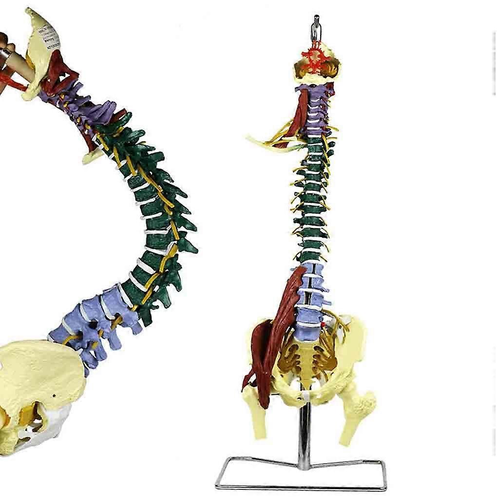 Spine Model Human Skeleton Blood Vessel Muscle Nerve Spine Model