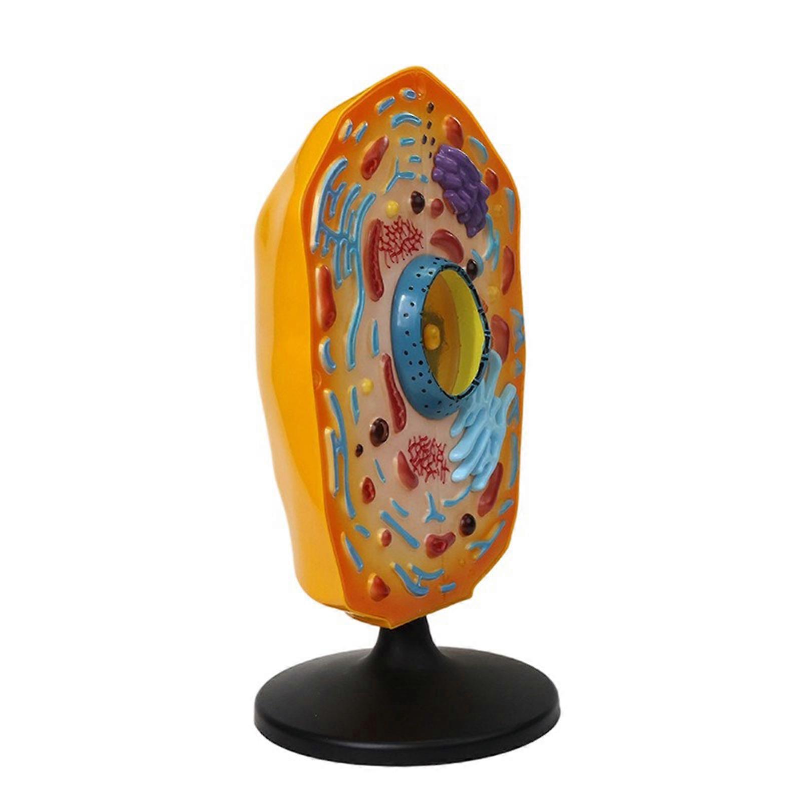 Anatomical Animal Cell Anatomy Model With Removable Parts Biology Classrooms Teaching Aid For Science Labs Multicolor