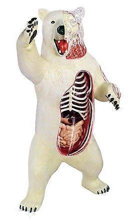 Polar Bear Anatomy Model for Science Classroom Display and Educational Learning
