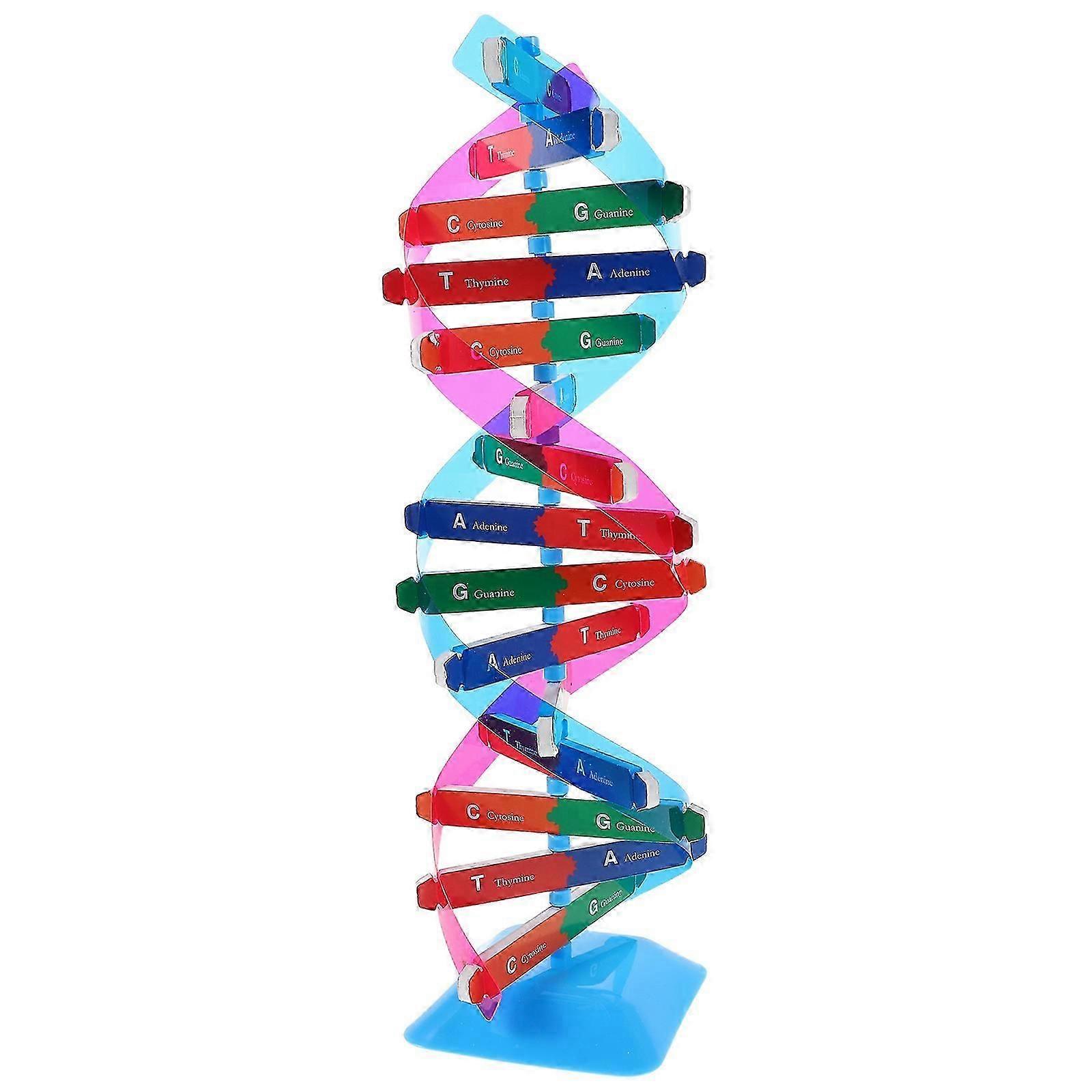 DNA Double Helix Model | Educational Teaching Tool | Plastic Material
