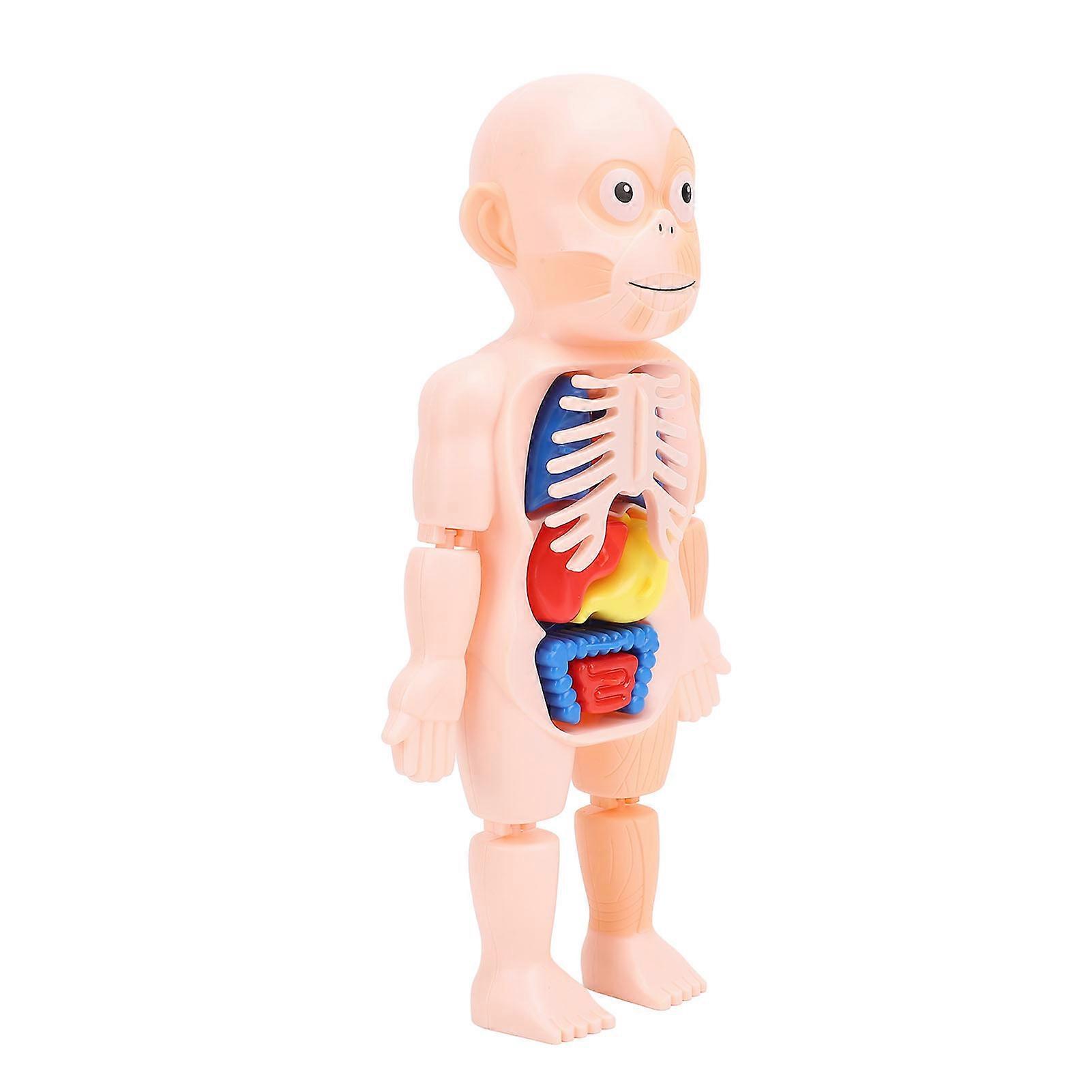 Human Body Structure Model Detachable Torso Organ Assembly Toy Anatomical Physiology Model for Education Science Learning 
