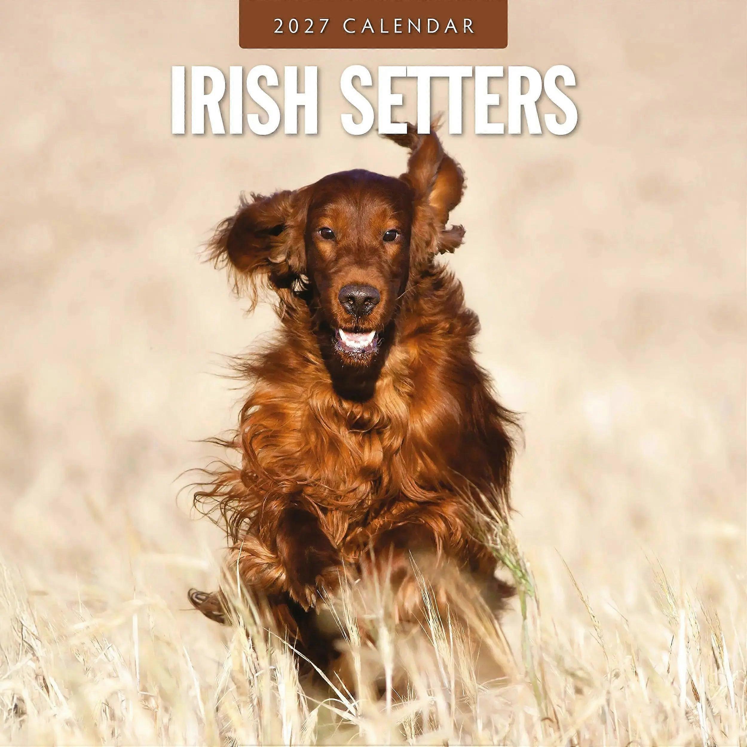 Irish Setter Calendar 2027