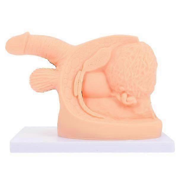 Conduit Catheter Practice Model Human Body Catheterization Model Catheterization Training Models Show Men Catheterization Model