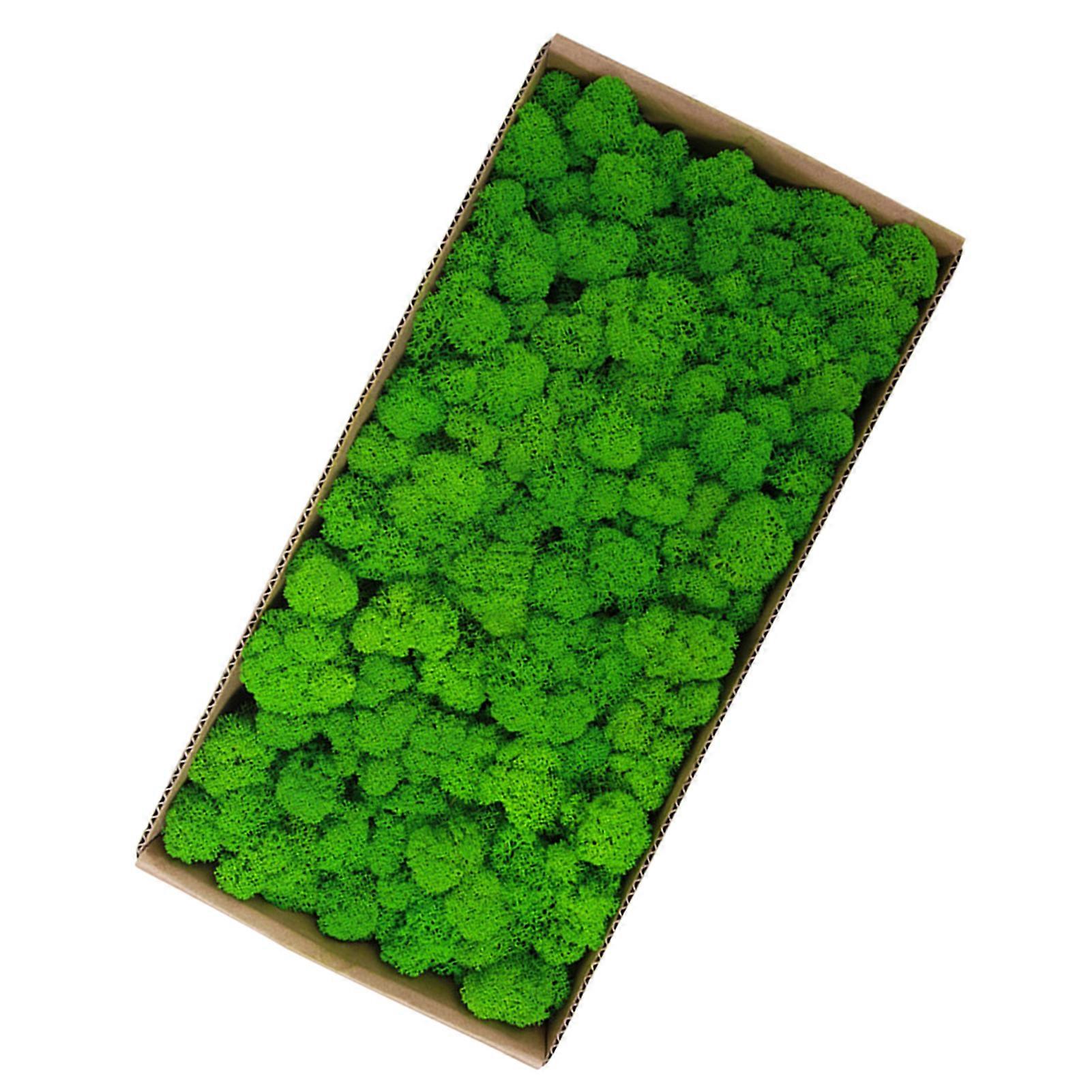 Preserved Moss Bulk 500g Cute Micro Landscape Wall Decor Props