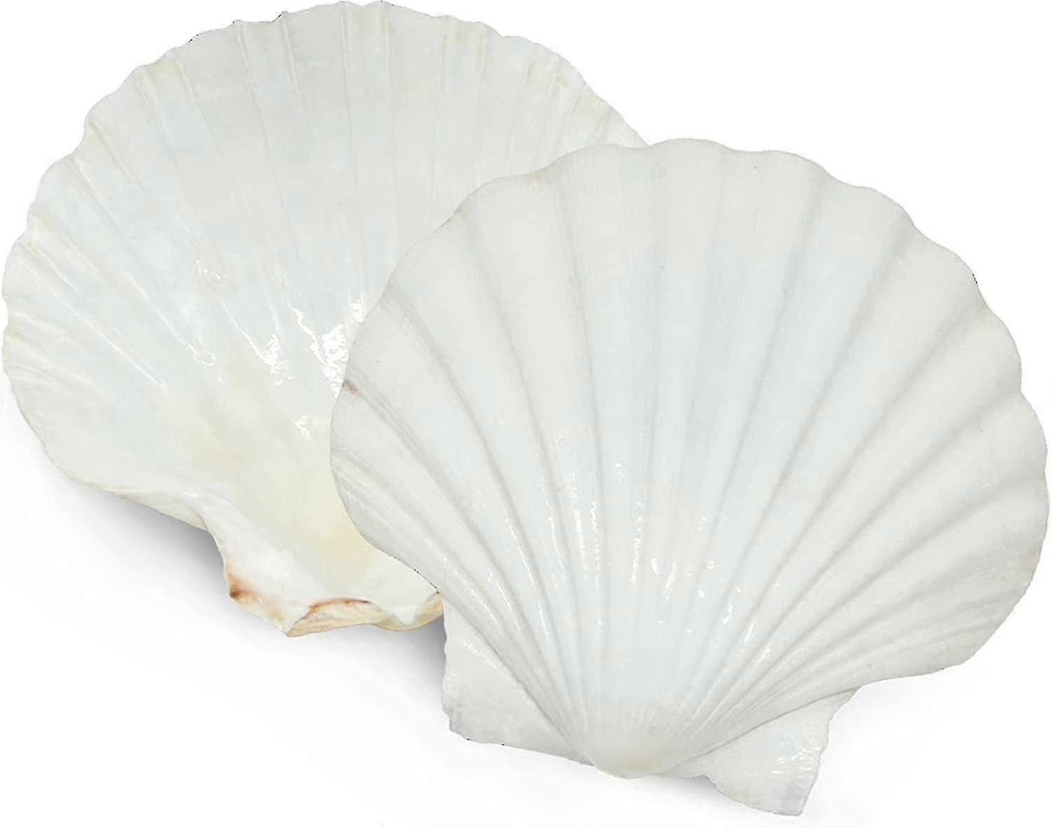 6pcs Large Natural White Scallop Shells for Serving Food, Baking, and DIY Crafts from Sea Beach