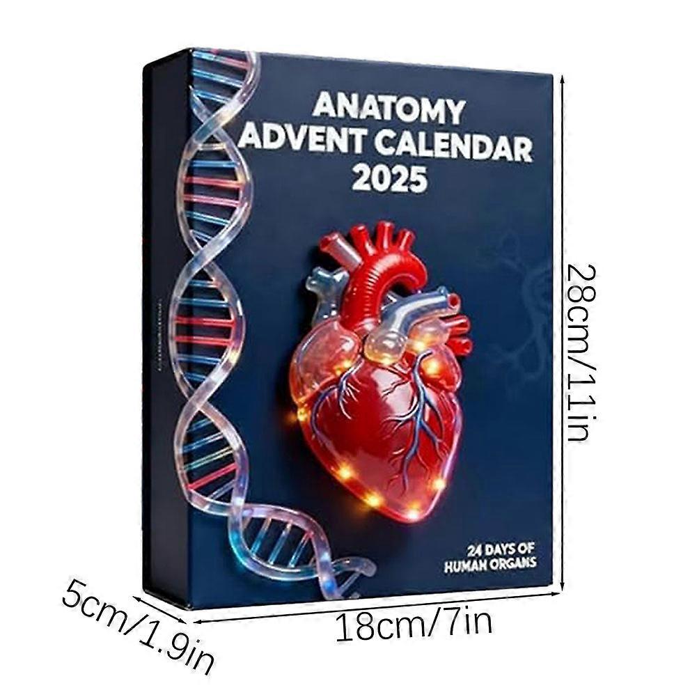 Calendrier De L'Avent Anatomie 2025 - 24 Décorations Organes Du Corps Pour Noël, Cadeau étudiant Médecine