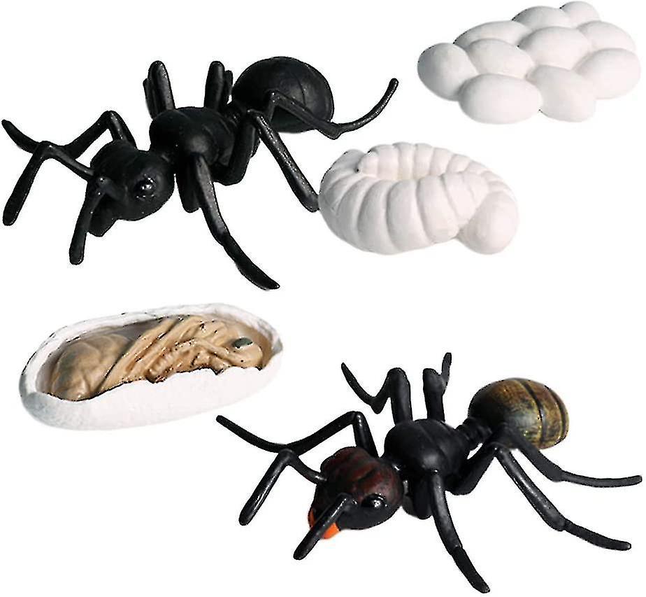 5pcs Ant Lifecycle Phase Classroom Teaching Accessories Learning Toy For Students Teacher/bl