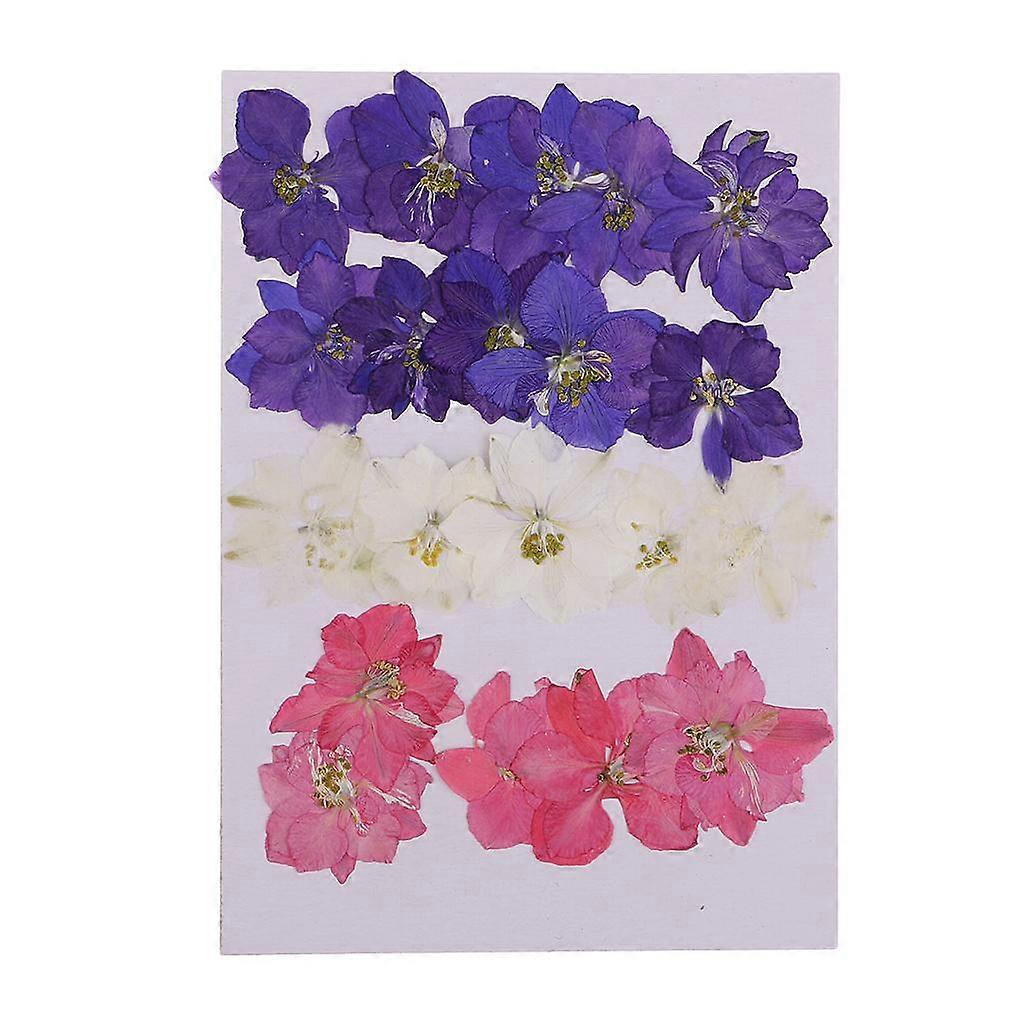 20x Delphinium Natural Real Pressed Dried Flower for Scrapbooking Craft DIY