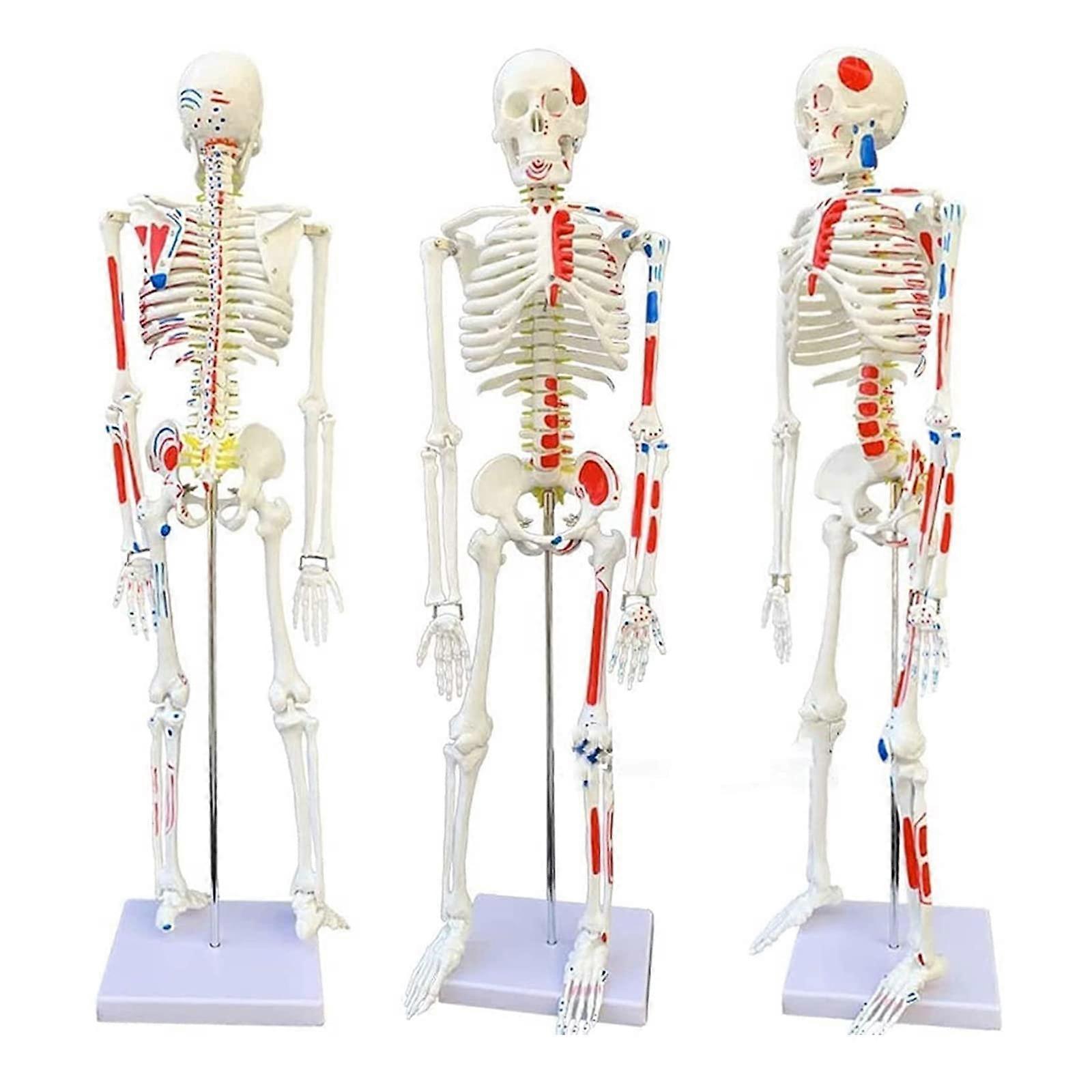 Human Skeleton Model 85cm Anatomical Teaching Aid with Stand for Medical Training and Study