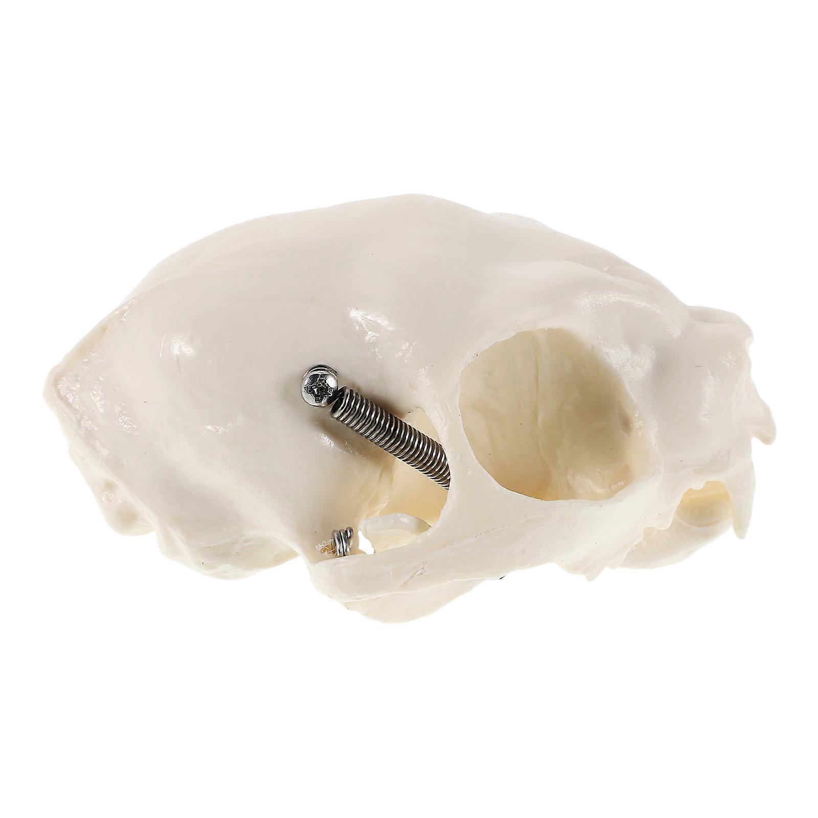 Cat Anatomy Model for Decor Durable PVC Skull Sculpture