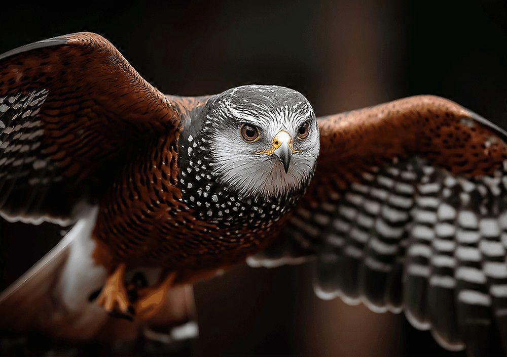 Puzzels met roofvogels GU548